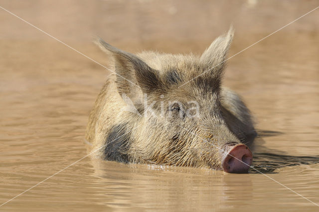 Varken (Sus domesticus)