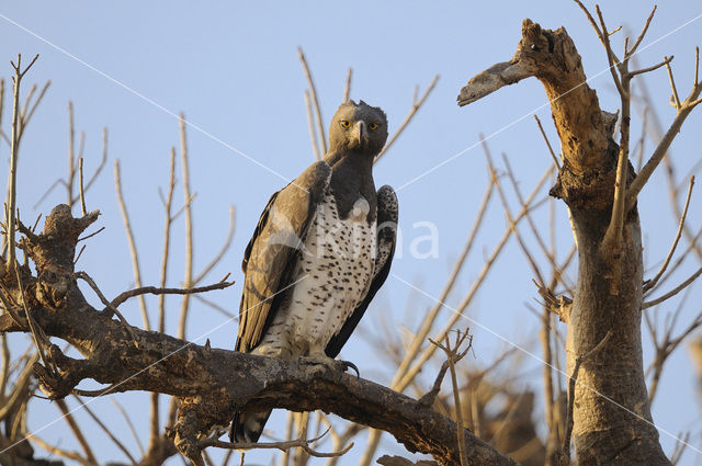 Martial eagle (Polemaetus bellicosus)