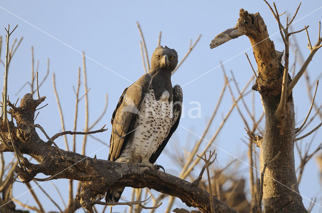 Vechtarend (Polemaetus bellicosus)