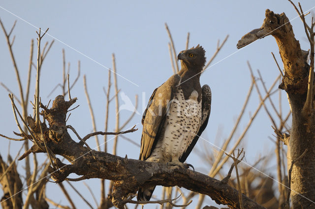 Martial eagle (Polemaetus bellicosus)