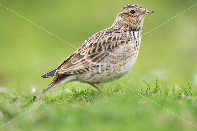 Veldleeuwerik (Alauda arvensis)