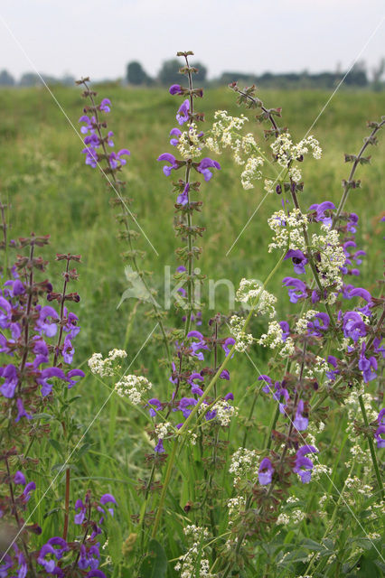 Veldsalie (Salvia pratensis)