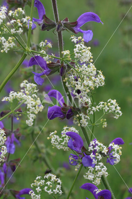 Veldsalie (Salvia pratensis)