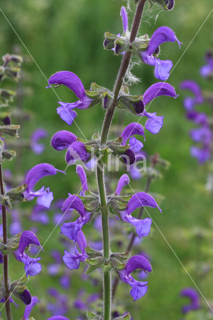 Meadow Clary (Salvia pratensis)