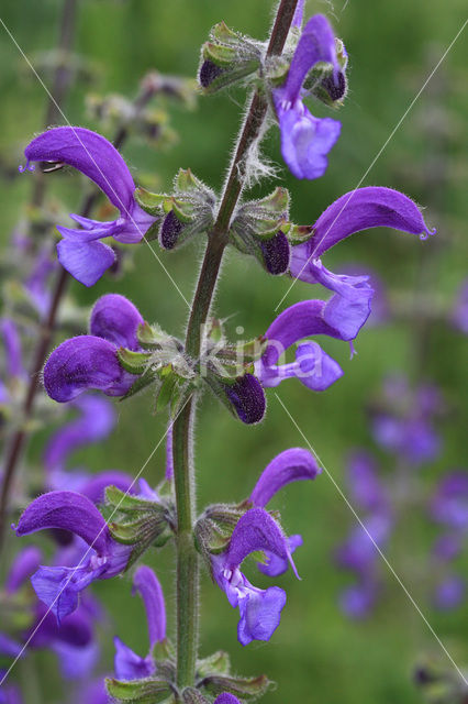 Veldsalie (Salvia pratensis)