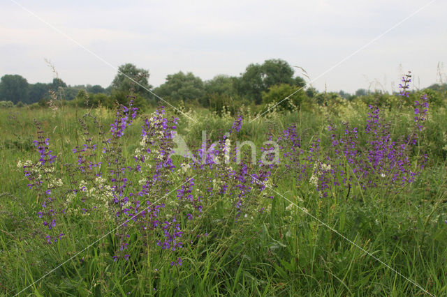 Meadow Clary (Salvia pratensis)