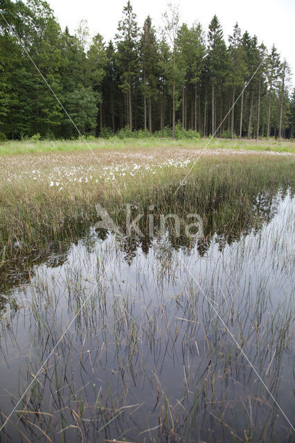 Venglazenmaker (Aeshna juncea)