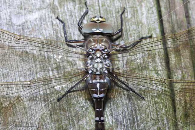 Common Hawker (Aeshna juncea)