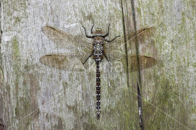 Common Hawker (Aeshna juncea)