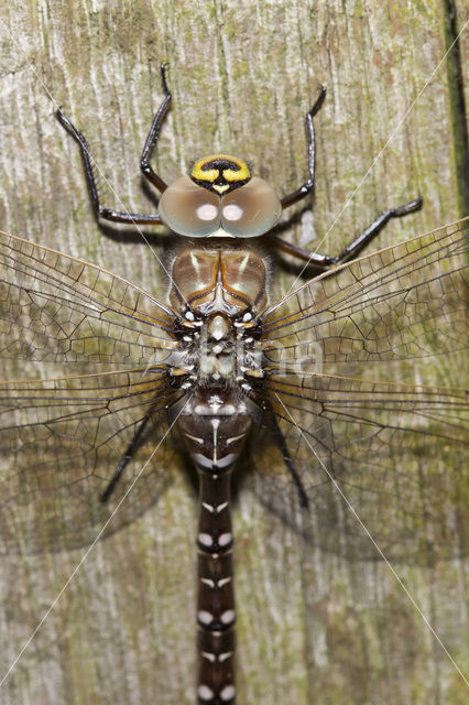 Common Hawker (Aeshna juncea)
