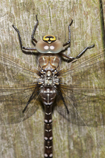 Venglazenmaker (Aeshna juncea)