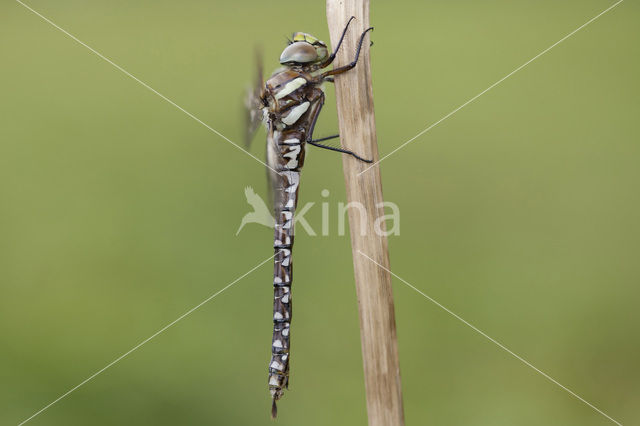 Venglazenmaker (Aeshna juncea)