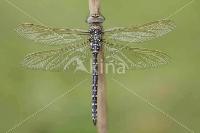 Venglazenmaker (Aeshna juncea)