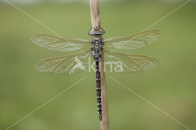 Venglazenmaker (Aeshna juncea)