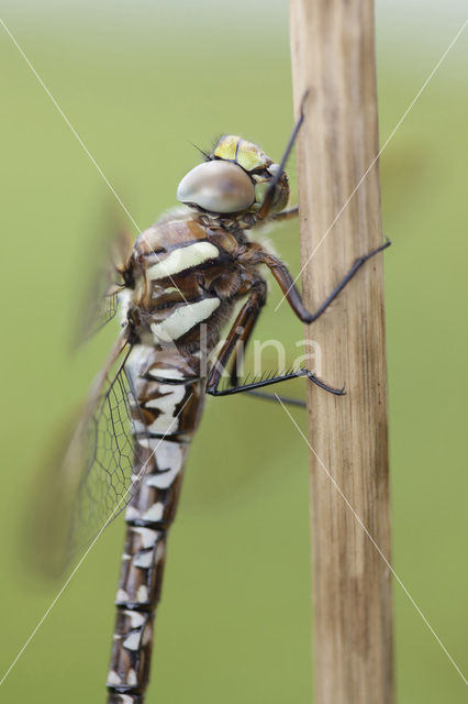 Venglazenmaker (Aeshna juncea)