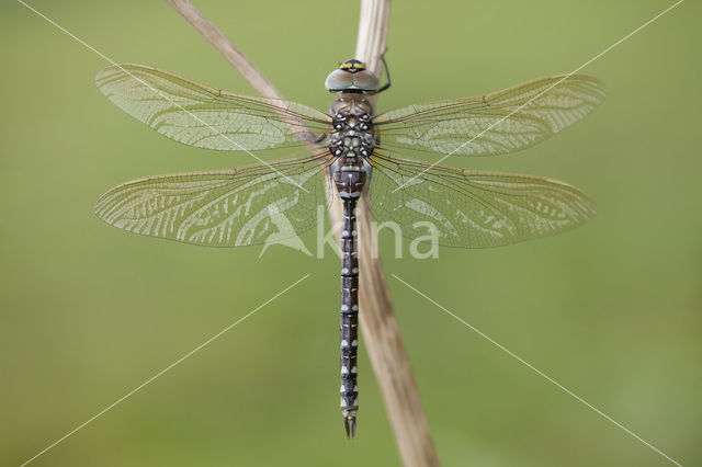 Venglazenmaker (Aeshna juncea)