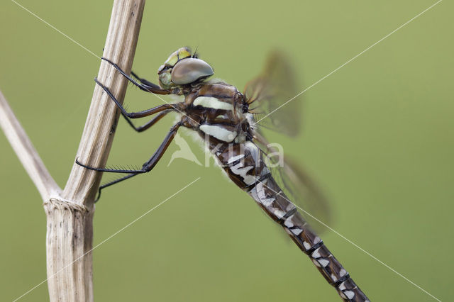 Venglazenmaker (Aeshna juncea)