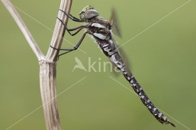 Venglazenmaker (Aeshna juncea)