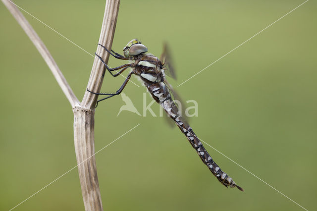 Venglazenmaker (Aeshna juncea)