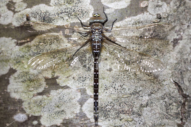 Common Hawker (Aeshna juncea)