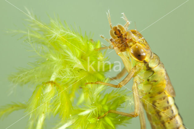 Venglazenmaker (Aeshna juncea)