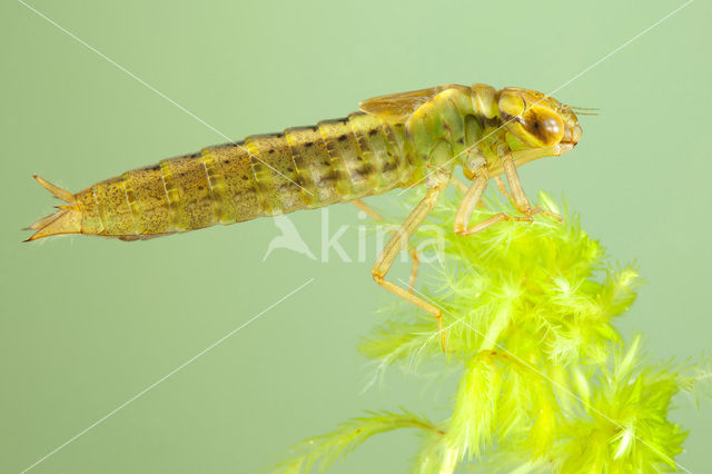 Common Hawker (Aeshna juncea)
