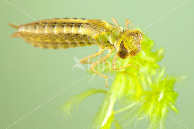 Venglazenmaker (Aeshna juncea)