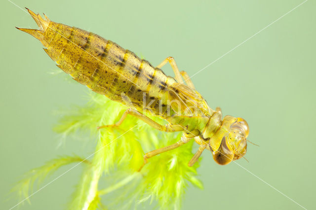 Venglazenmaker (Aeshna juncea)