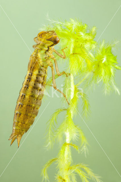 Venglazenmaker (Aeshna juncea)