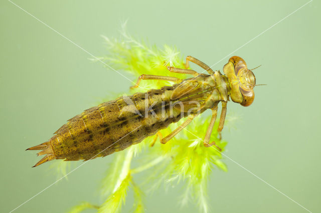 Venglazenmaker (Aeshna juncea)