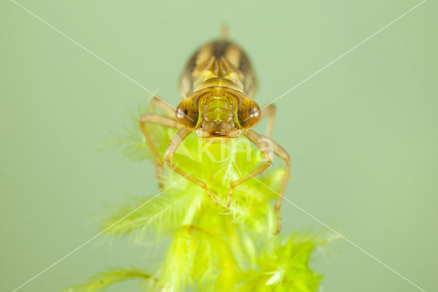 Common Hawker (Aeshna juncea)