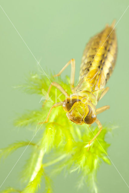 Venglazenmaker (Aeshna juncea)