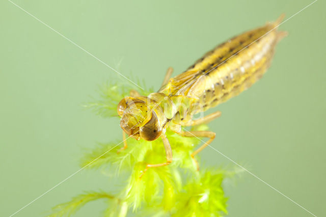 Venglazenmaker (Aeshna juncea)