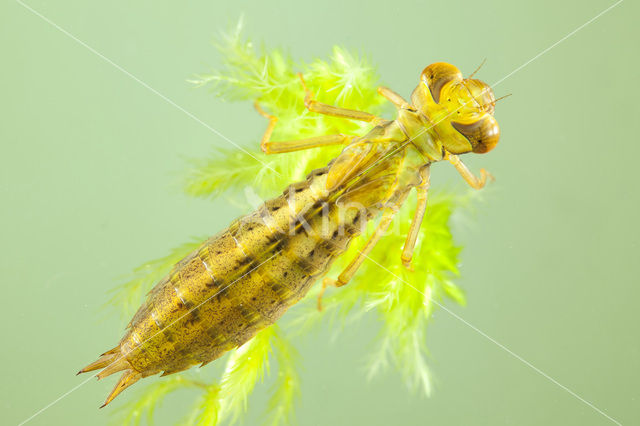 Venglazenmaker (Aeshna juncea)