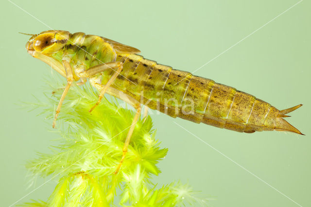 Venglazenmaker (Aeshna juncea)