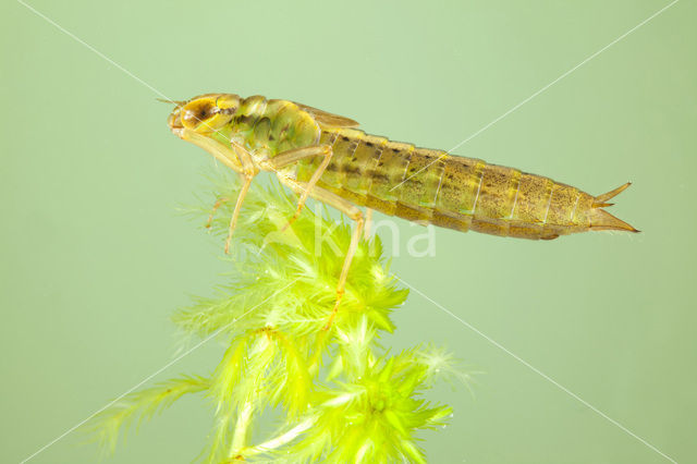 Venglazenmaker (Aeshna juncea)