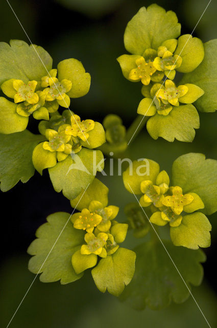 Verspreidbladig goudveil (Chrysosplenium alternifolium)