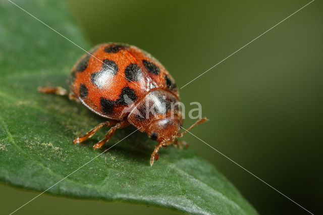 Vierentwintigstippelig lieveheersbeestje (Subcoccinella vigintiquatuorpunctata