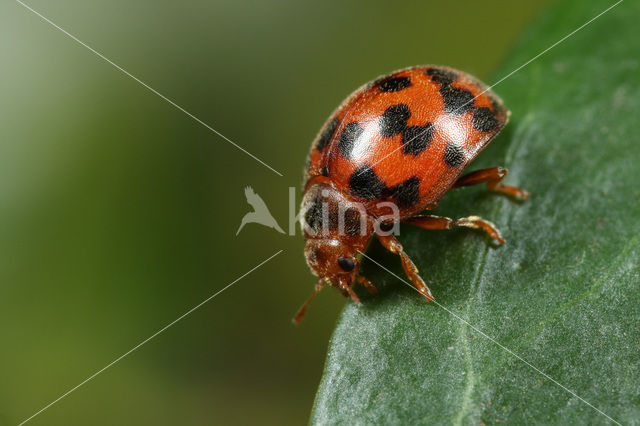 Vierentwintigstippelig lieveheersbeestje (Subcoccinella vigintiquatuorpunctata