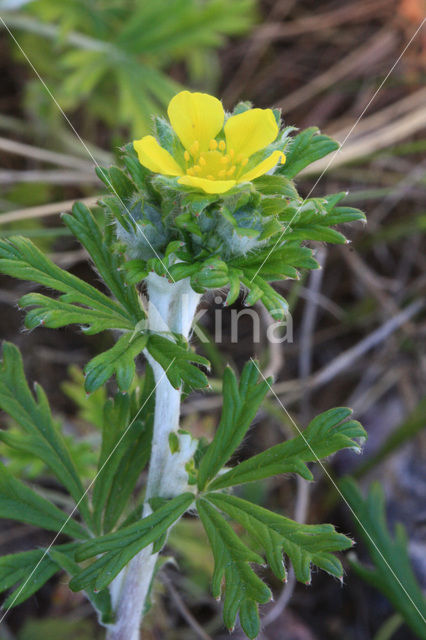 Hoary Cinquefoil (Potentilla argentea)