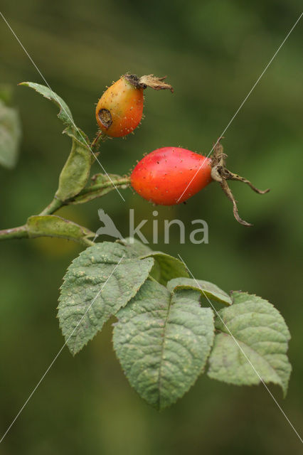 Apple rose (Rosa villosa)