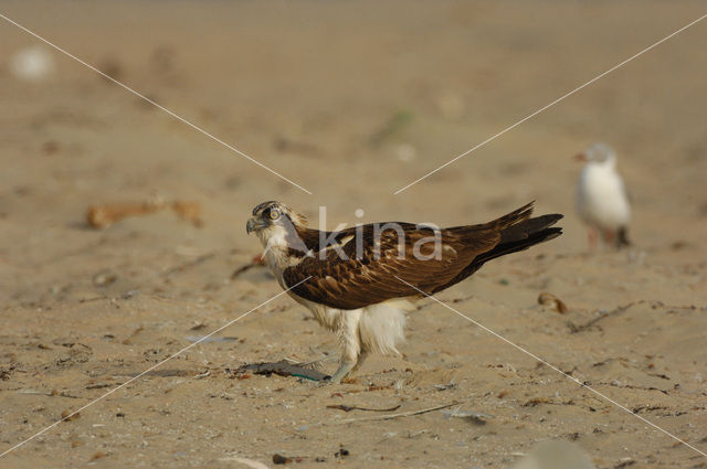 Visarend (Pandion haliaetus)