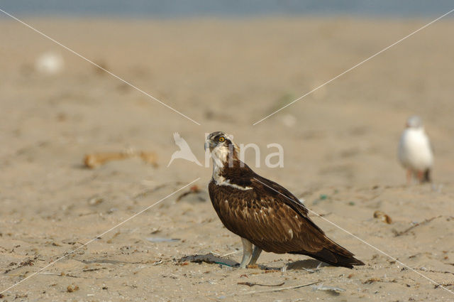 Visarend (Pandion haliaetus)