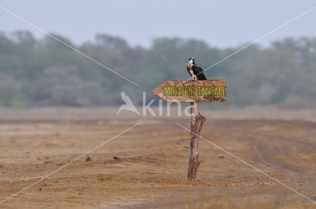 Visarend (Pandion haliaetus)