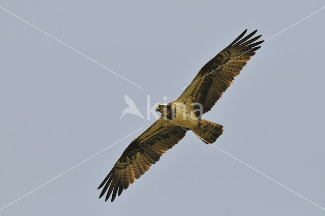 Osprey (Pandion haliaetus)