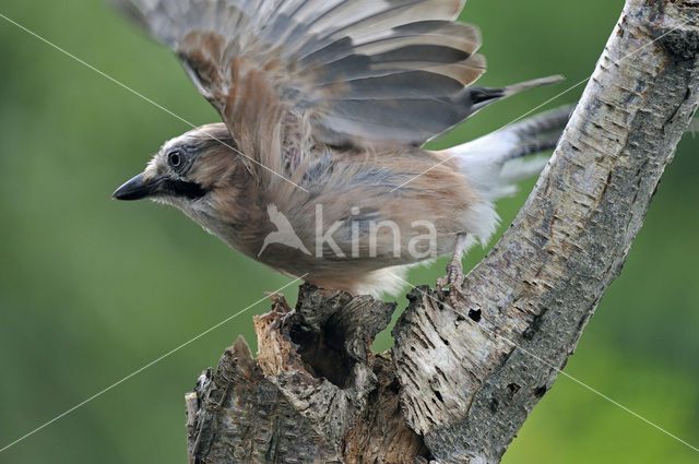 Vlaamse Gaai (Garrulus glandarius)