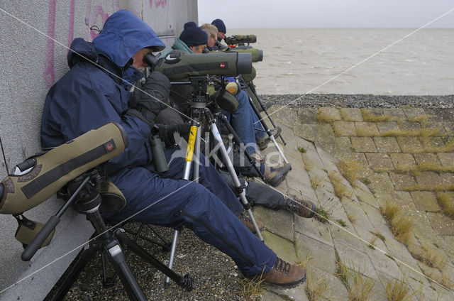 Waddensea