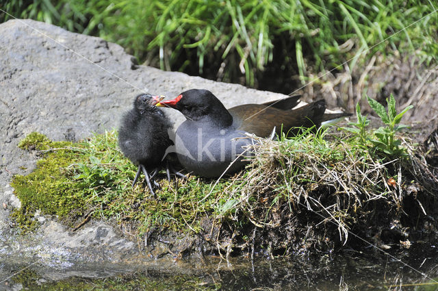 Common Moorhen (Gallinula chloropus)