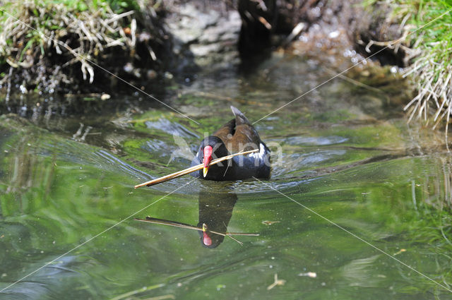 Waterhoen (Gallinula chloropus)