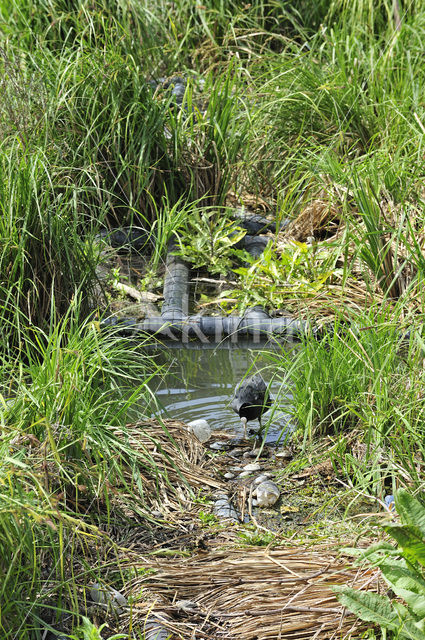 Waterhoen (Gallinula chloropus)